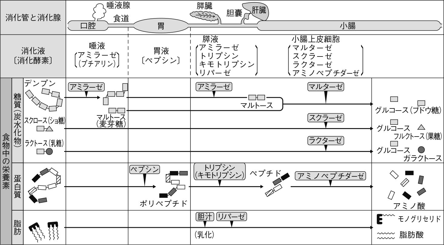 栄養素と消化酵素