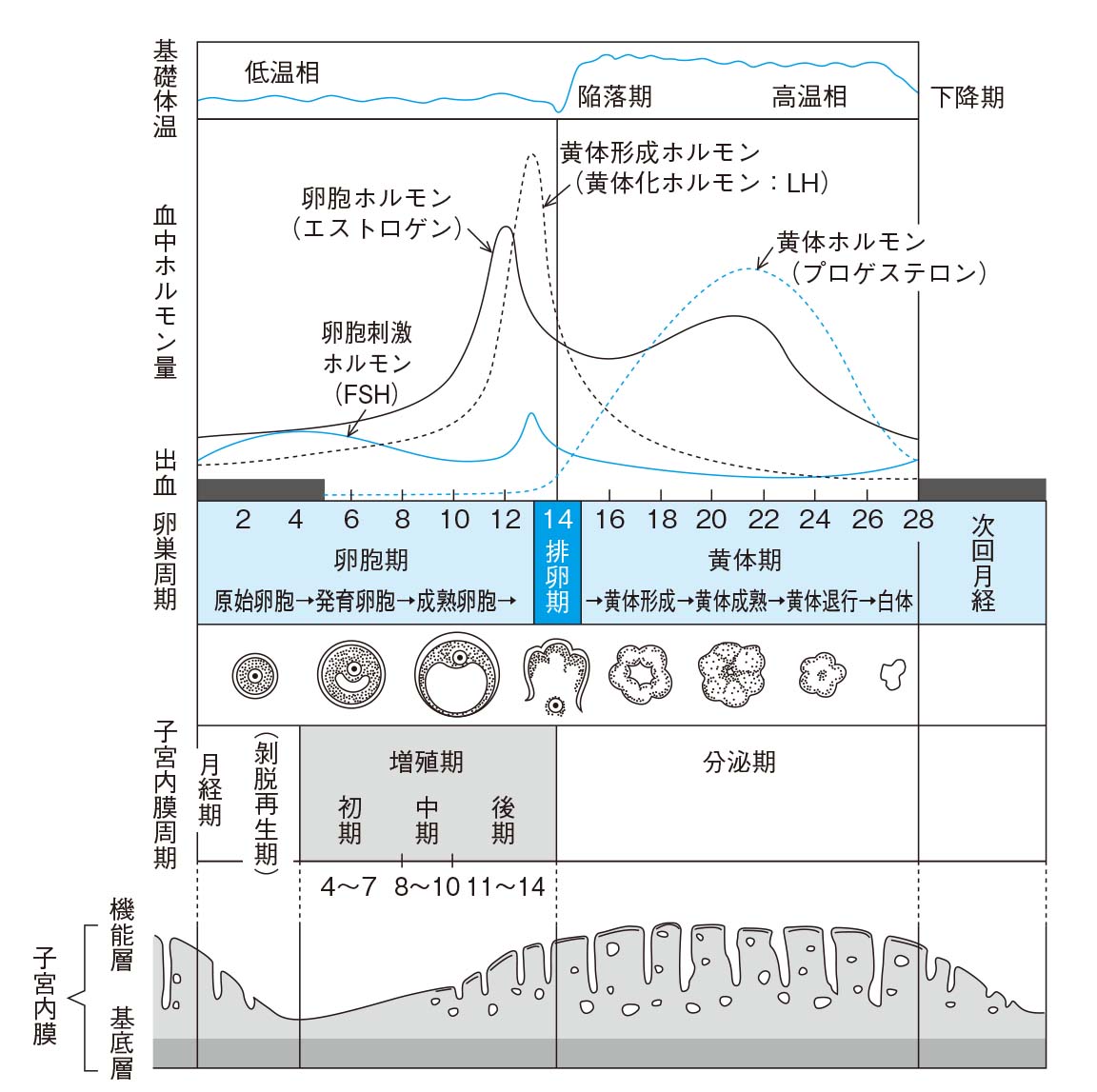 成熟期における月経周期